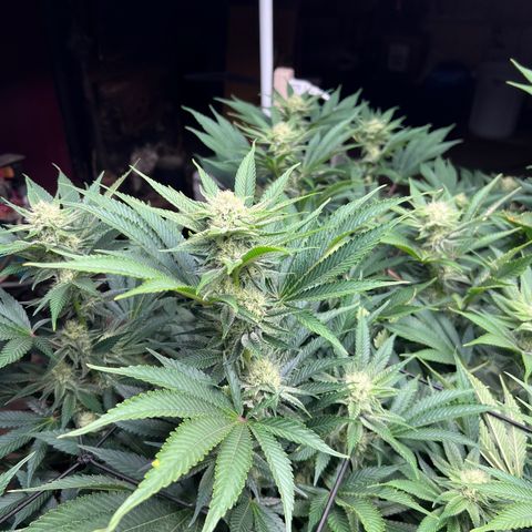 Gorilla Glue growlog timeline photo