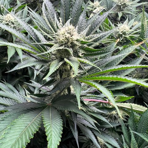 Gorilla Glue growlog timeline photo