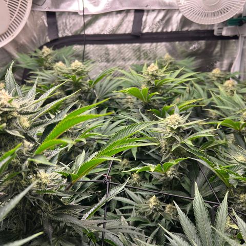Gorilla Glue growlog timeline photo