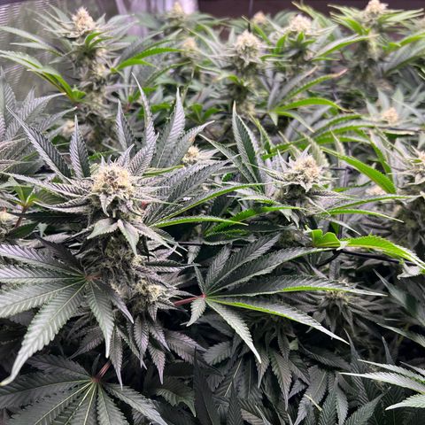 Gorilla Glue growlog timeline photo