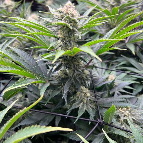 Gorilla Glue growlog timeline photo