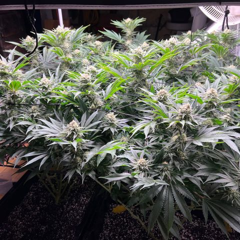 Gorilla Glue growlog timeline photo
