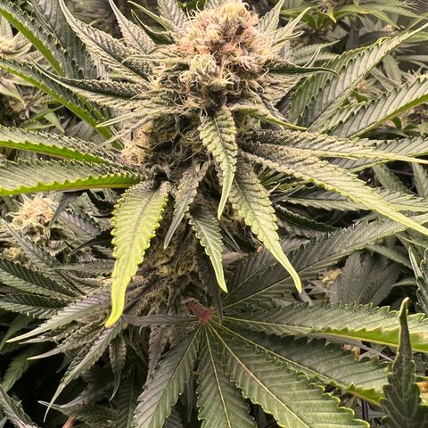 Gorilla Glue growlog timeline photo