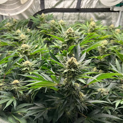 Gorilla Glue growlog timeline photo
