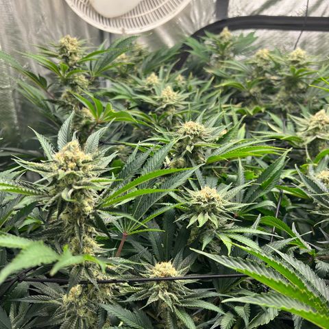 Gorilla Glue growlog timeline photo