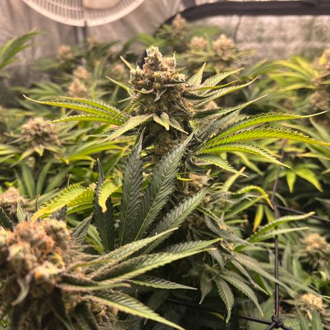 Gorilla Glue growlog timeline photo