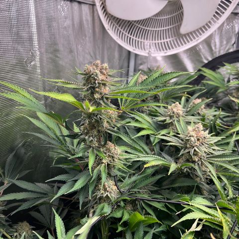 Gorilla Glue growlog timeline photo