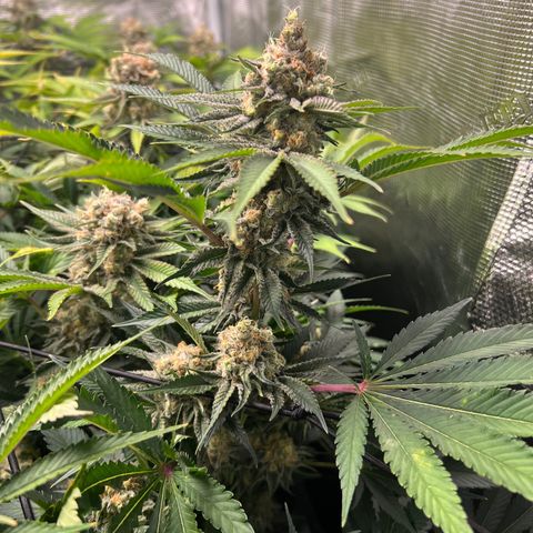Gorilla Glue growlog timeline photo