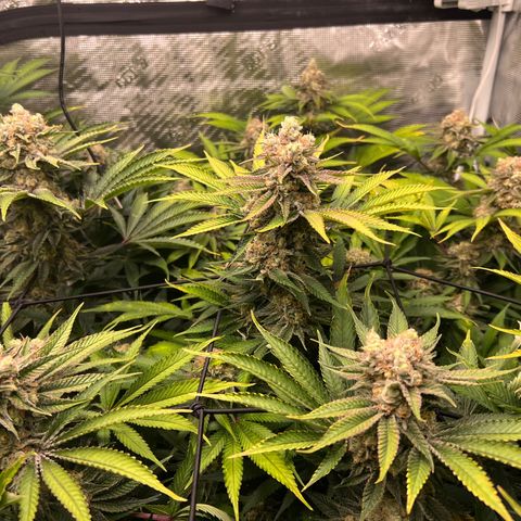 Gorilla Glue growlog timeline photo