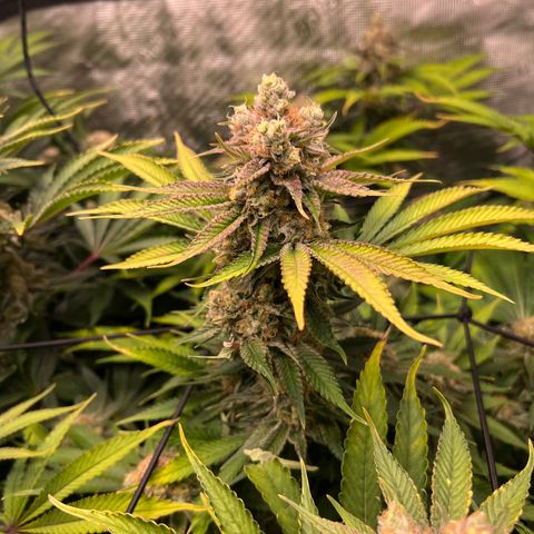 Gorilla Glue growlog timeline photo