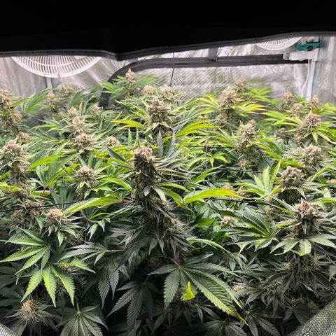 Gorilla Glue growlog timeline photo