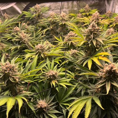 Gorilla Glue growlog timeline photo