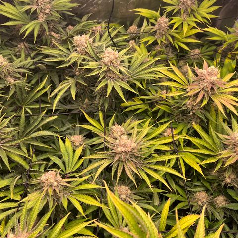 Gorilla Glue growlog timeline photo