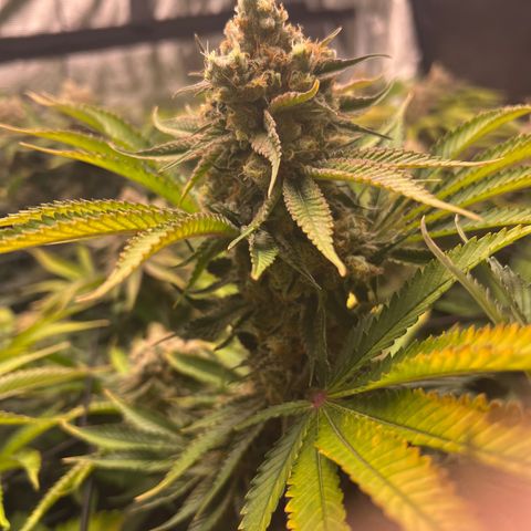 Gorilla Glue growlog timeline photo
