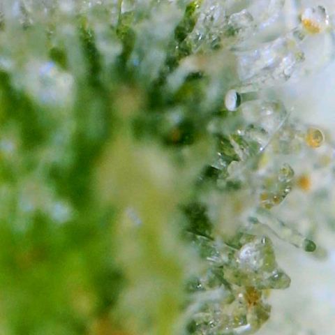 Gorilla Glue growlog timeline photo