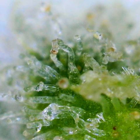 Gorilla Glue growlog timeline photo