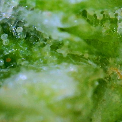 Gorilla Glue growlog timeline photo