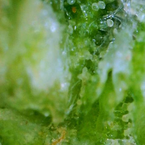 Gorilla Glue growlog timeline photo