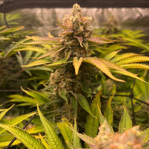 Gorilla Glue growlog timeline photo