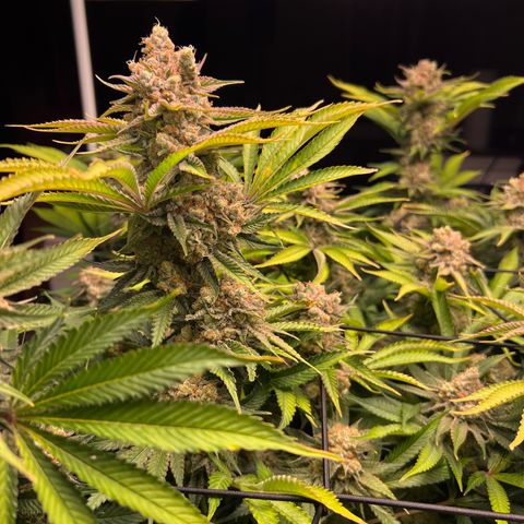 Gorilla Glue growlog timeline photo