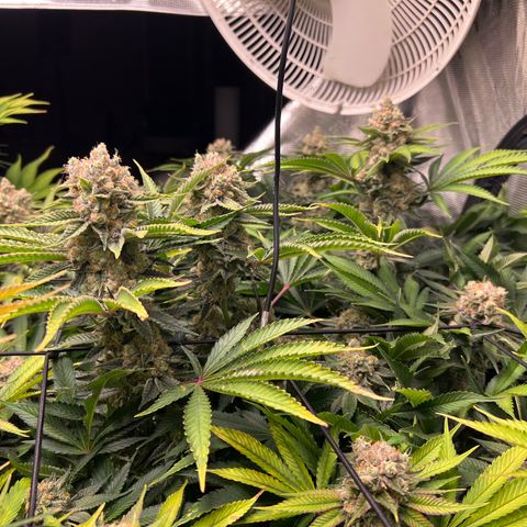Gorilla Glue growlog timeline photo