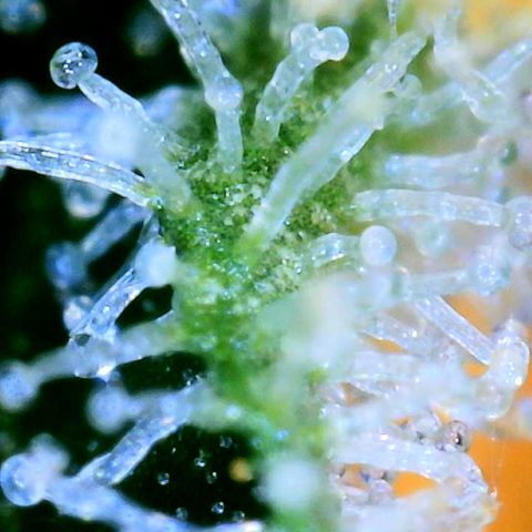 Gorilla Glue growlog timeline photo