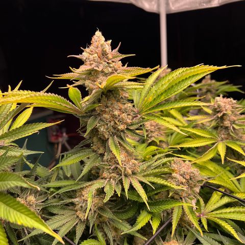 Gorilla Glue growlog timeline photo
