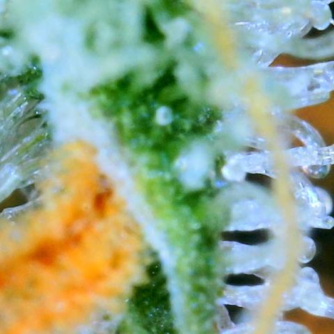 Gorilla Glue growlog timeline photo