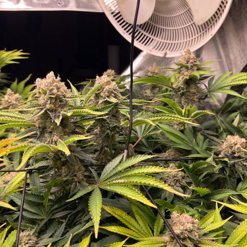 Gorilla Glue growlog timeline photo