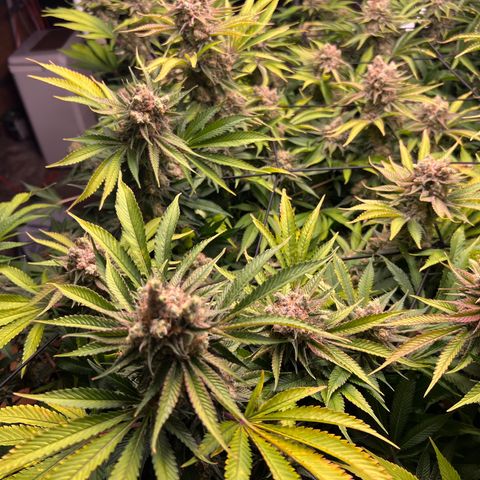 Gorilla Glue growlog timeline photo