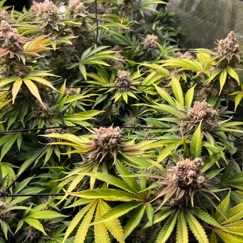 Gorilla Glue growlog timeline photo