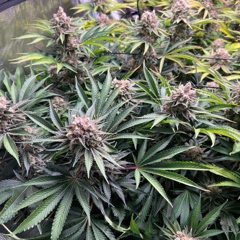 Gorilla Glue growlog timeline photo