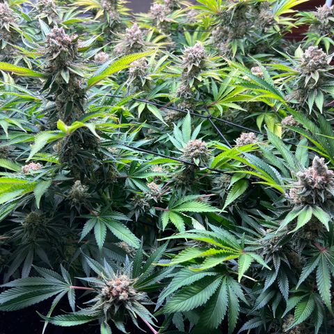 Gorilla Glue growlog timeline photo