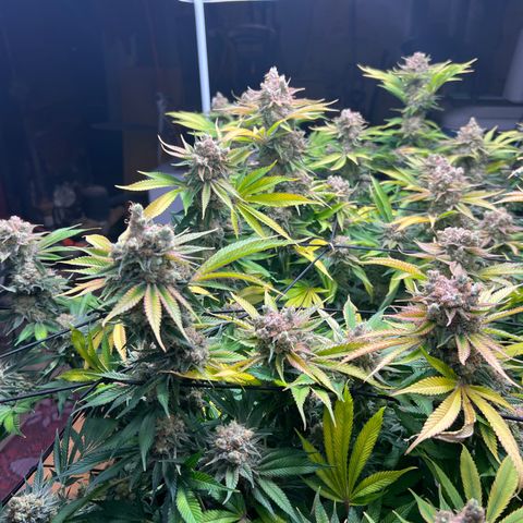 Gorilla Glue growlog photo: Harvest 