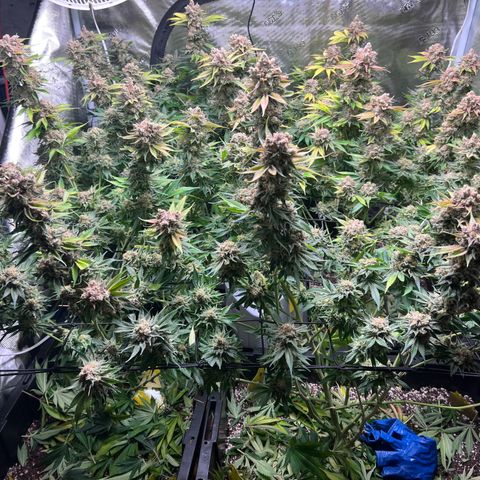Gorilla Glue growlog photo: Harvest 