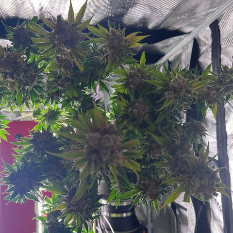 Gorilla Glue growlog photo: Harvest 