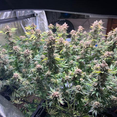 Gorilla Glue growlog photo: Harvest 