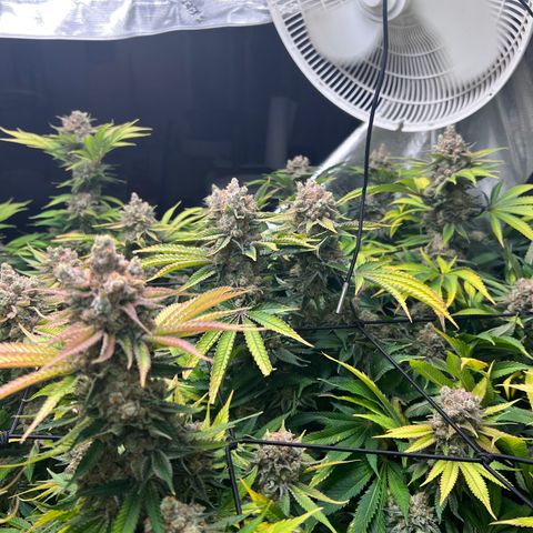 Gorilla Glue growlog photo: Harvest 