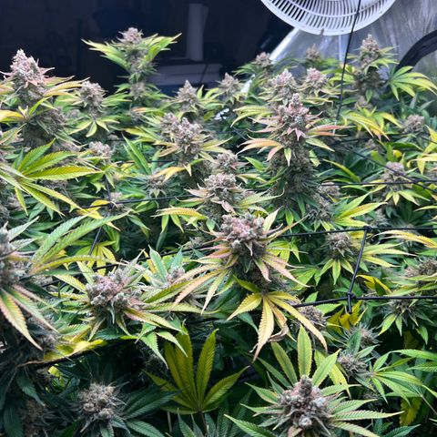 Gorilla Glue growlog photo: Harvest 