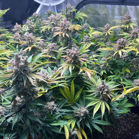 Gorilla Glue growlog photo: Harvest 