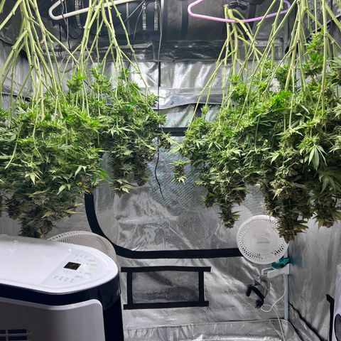 Gorilla Glue growlog photo: Harvest 