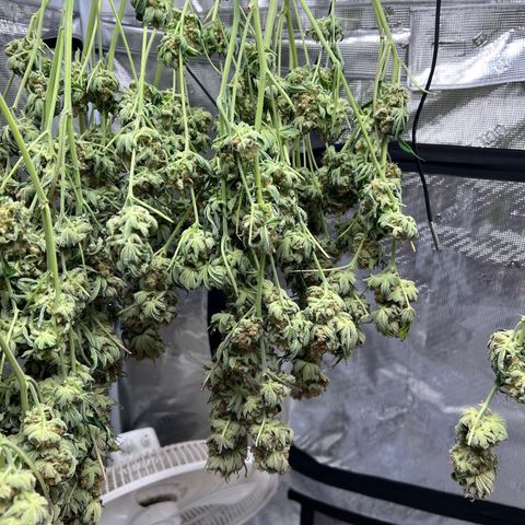 Gorilla Glue growlog timeline photo