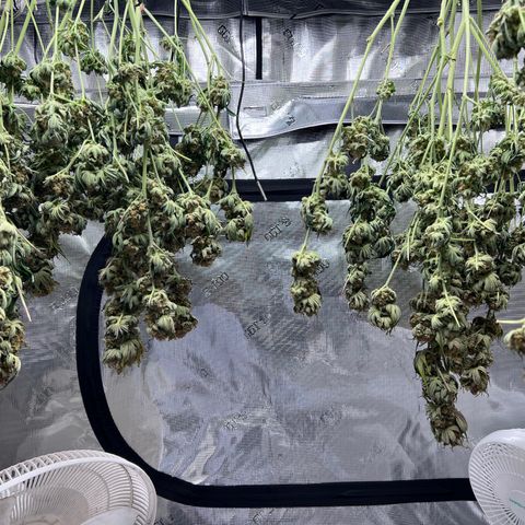 Gorilla Glue growlog timeline photo