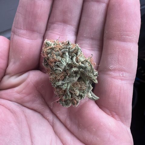 Gorilla Glue growlog photo: Checking to see how flushing went. Hoping for white ash when burning