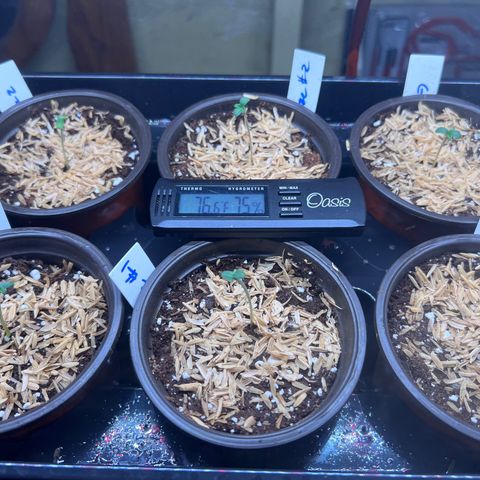 Froot Fuel/Granite Haze/GP/JW 65-75 days growlog timeline photo