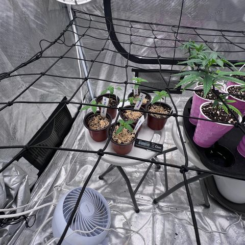 Froot Fuel/Granite Haze/GP/JW 65-75 days growlog timeline photo