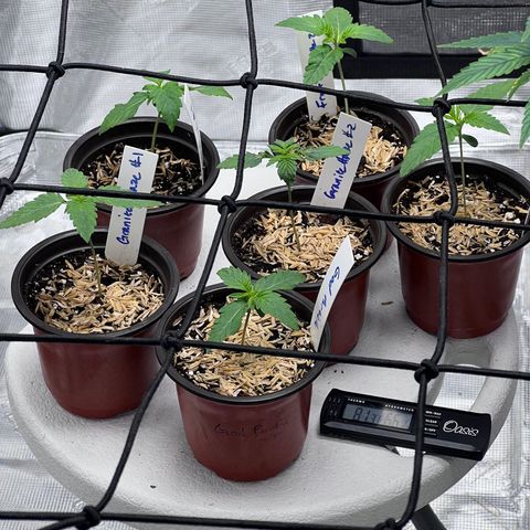 Froot Fuel/Granite Haze/GP/JW 65-75 days growlog timeline photo