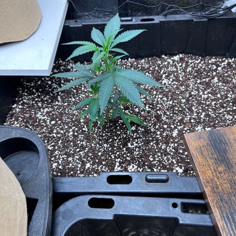Tangie Blaze (Tangerine Dream X Super Silver Haze X Blueberry)  growlog timeline photo