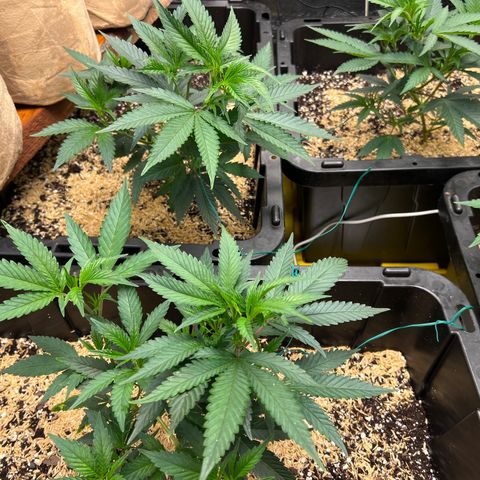 Tangie Blaze (Tangerine Dream X Super Silver Haze X Blueberry)  growlog timeline photo