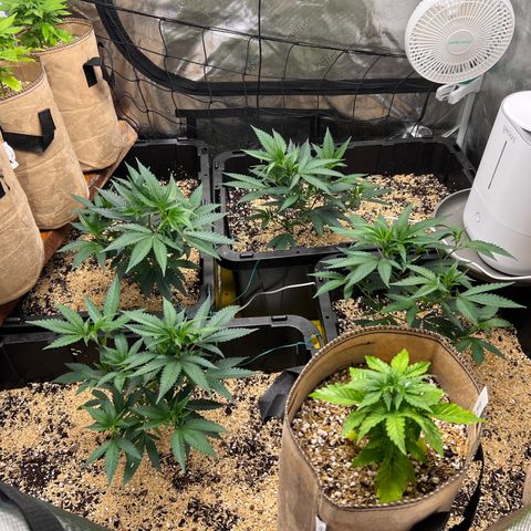 Froot Fuel/Granite Haze/GP/JW 65-75 days growlog timeline photo